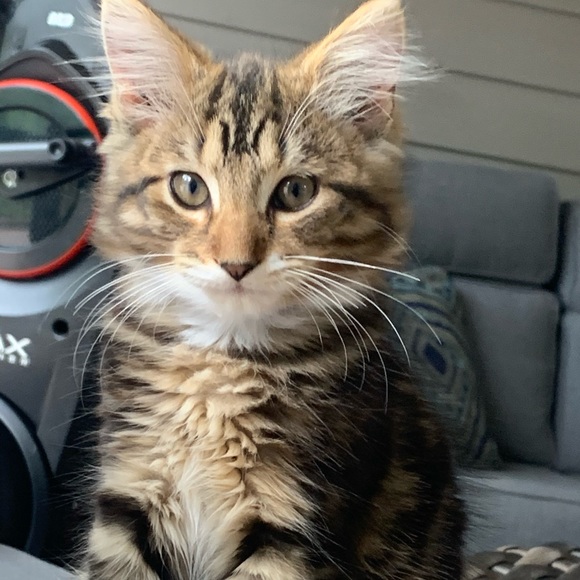 Meet your Posher, Ashley - Picture 2 of 2